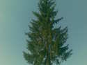 Doborâre copac, 02.08.2008